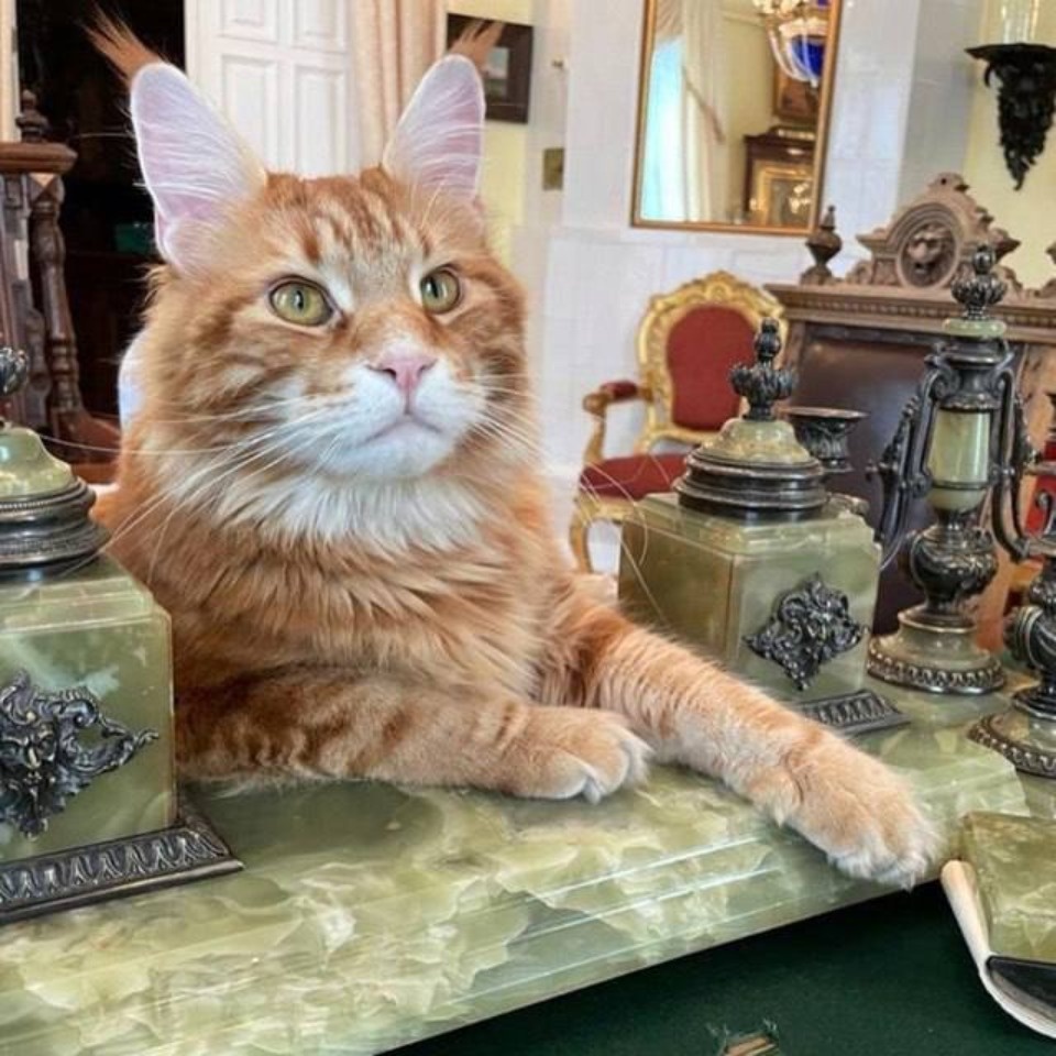 Кот Владыка митрополита Тихона прибыл из Псковской области в Крым Кот Владыка митрополита Тихона прибыл из Псковской области в Крым