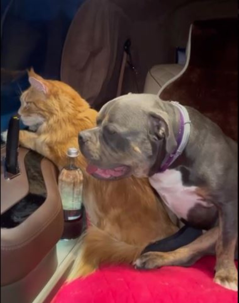 Кот Владыка митрополита Тихона прибыл из Псковской области в Крым Кот Владыка митрополита Тихона прибыл из Псковской области в Крым