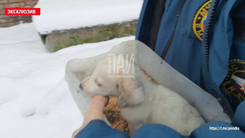 Щенка спасли из горящего дома в Пустошке