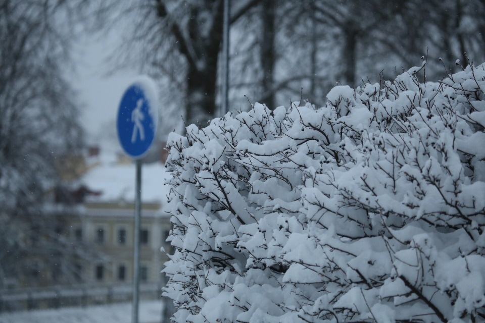 Сильный снег прогнозируется в Псковской области вечером 27 ноября