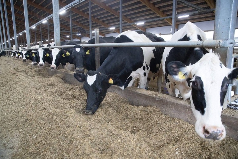 Более 300 млн рублей поступят в Псковскую область для развития агропромышленного комплекса