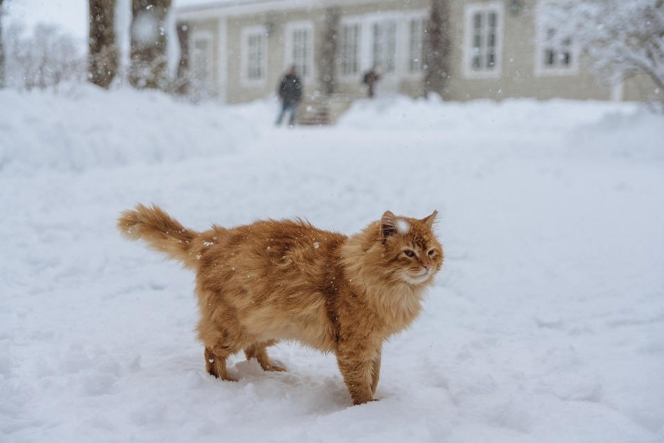 До -15 градусов ожидается в Псковской области 4 декабря До -15 градусов ожидается в Псковской области 4 декабря