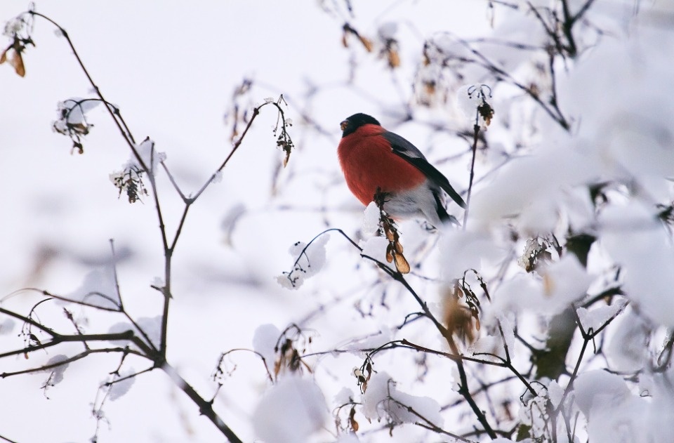 До -15 градусов ожидается в Псковской области 5 декабря 