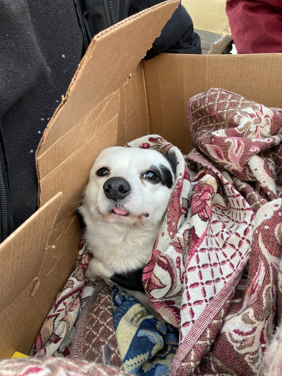 В Пскове спасают попавшую под трактор собаку