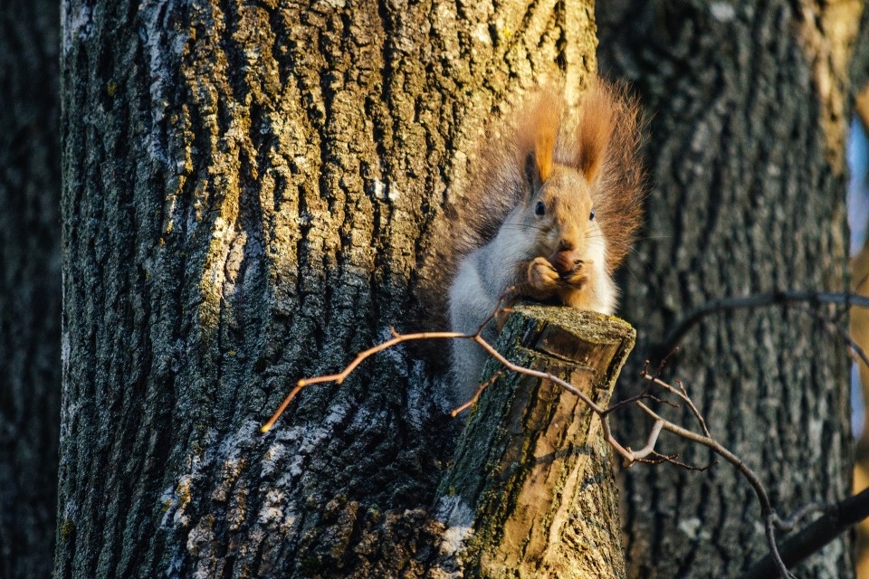 До -6 градусов ожидается в Псковской области 11 декабря