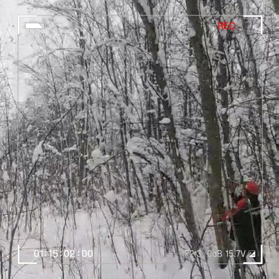 Псковские энергетики рассказали, для чего сбивают снег с деревьев