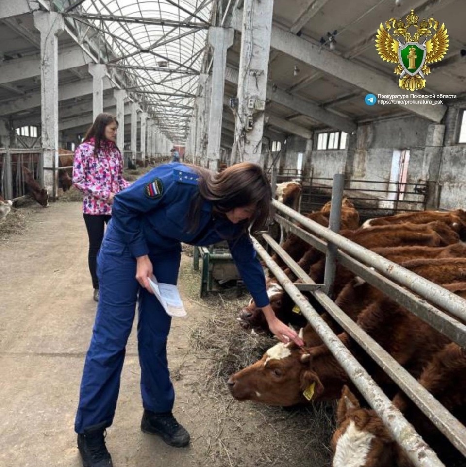 Коровы на одной из ферм в Новосокольническом районе крайне истощены – прокуратура