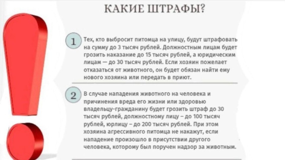 Псковичам рассказали, куда обращаться для своевременного отлова бродячих собак