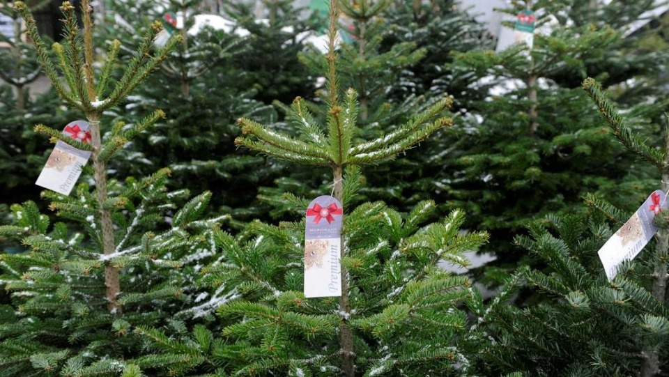 В Великих Луках определили адреса ёлочных базаров