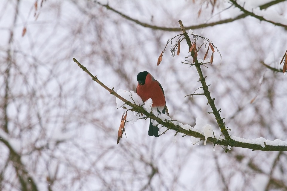 До +3 градусов ожидается в Псковской области 21 декабря