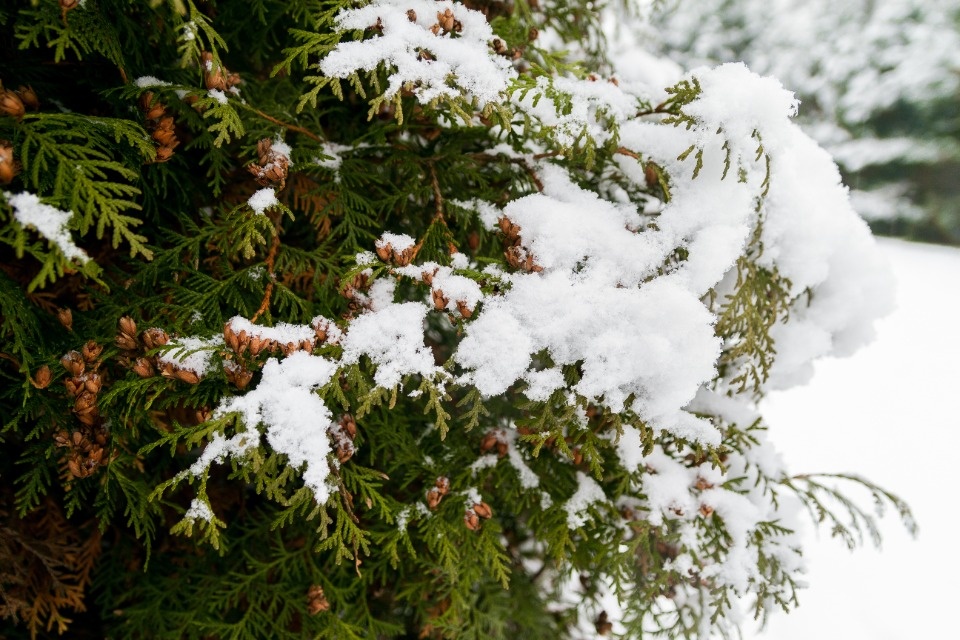 Мокрый снег ожидается в Псковской области 22 декабря 