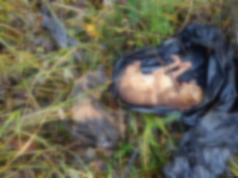 Штраф в 60 тысяч получила фирма, выбросившая трупы животных в лесу под Псковом 