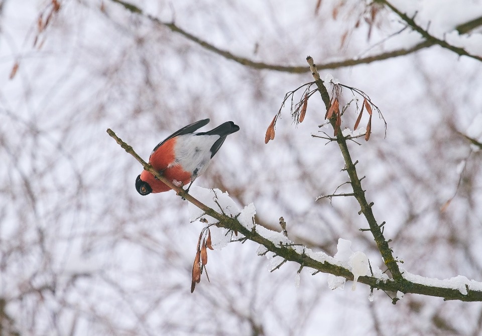 До -5 градусов похолодает в Псковской области 28 декабря