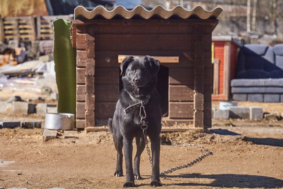 В псковском приюте для животных заканчивается вода