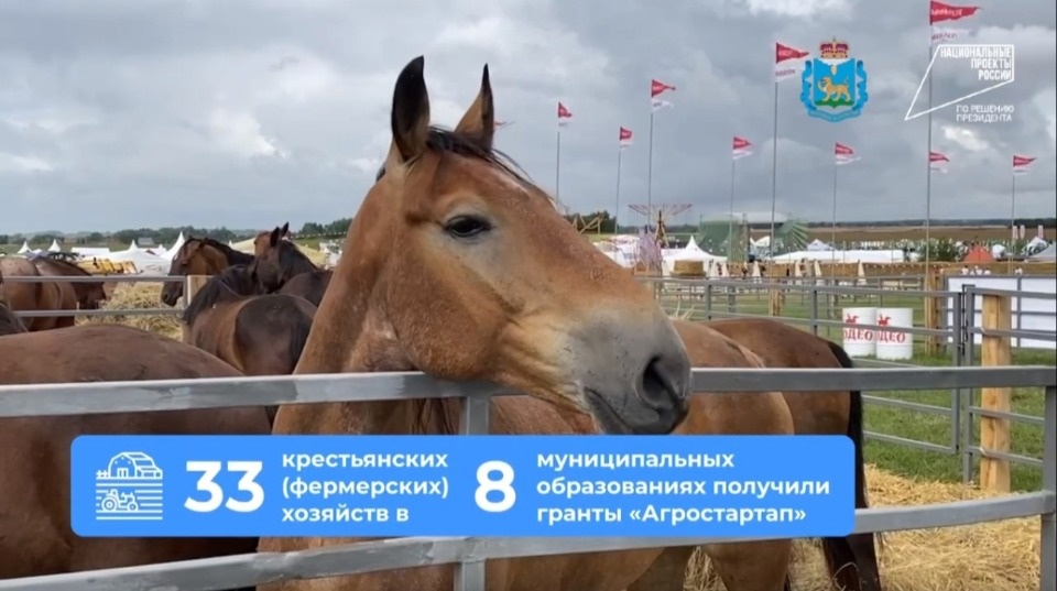 33 псковских фермерских хозяйства получили гранты на сумму 123,5 млн рублей