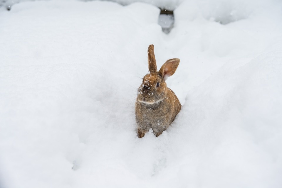 До +3 градусов прогреется воздух в Псковской области 10 января