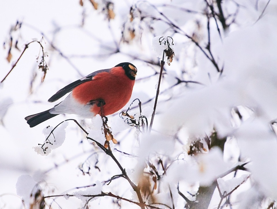 До -6 градусов прогнозируется в Псковской области 19 января