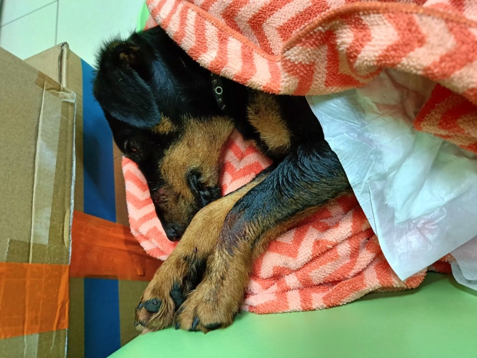 В Псковской области спасают собаку с осколками костей в желудке