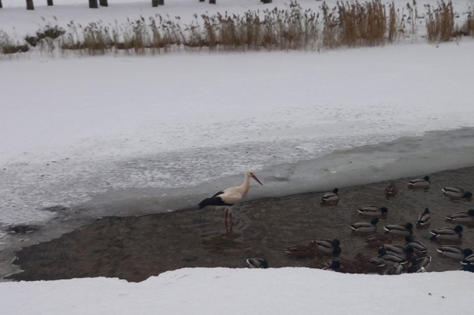 Спасшая аиста псковичка стала участницей в международном конкурсе
