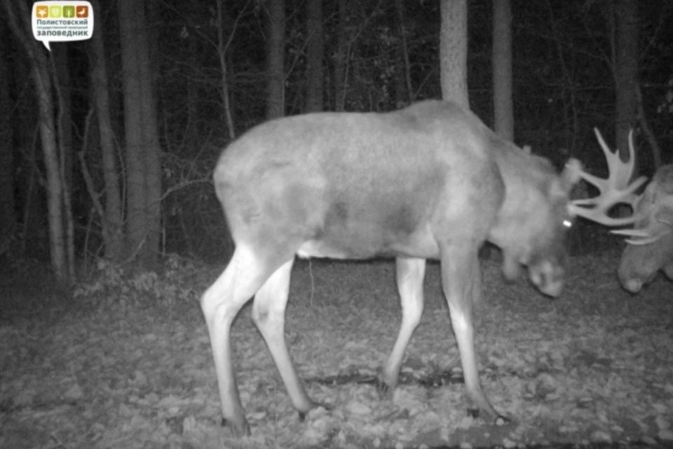 Драку двух лосей запечатлела фотоловушка в Полистовском заповеднике