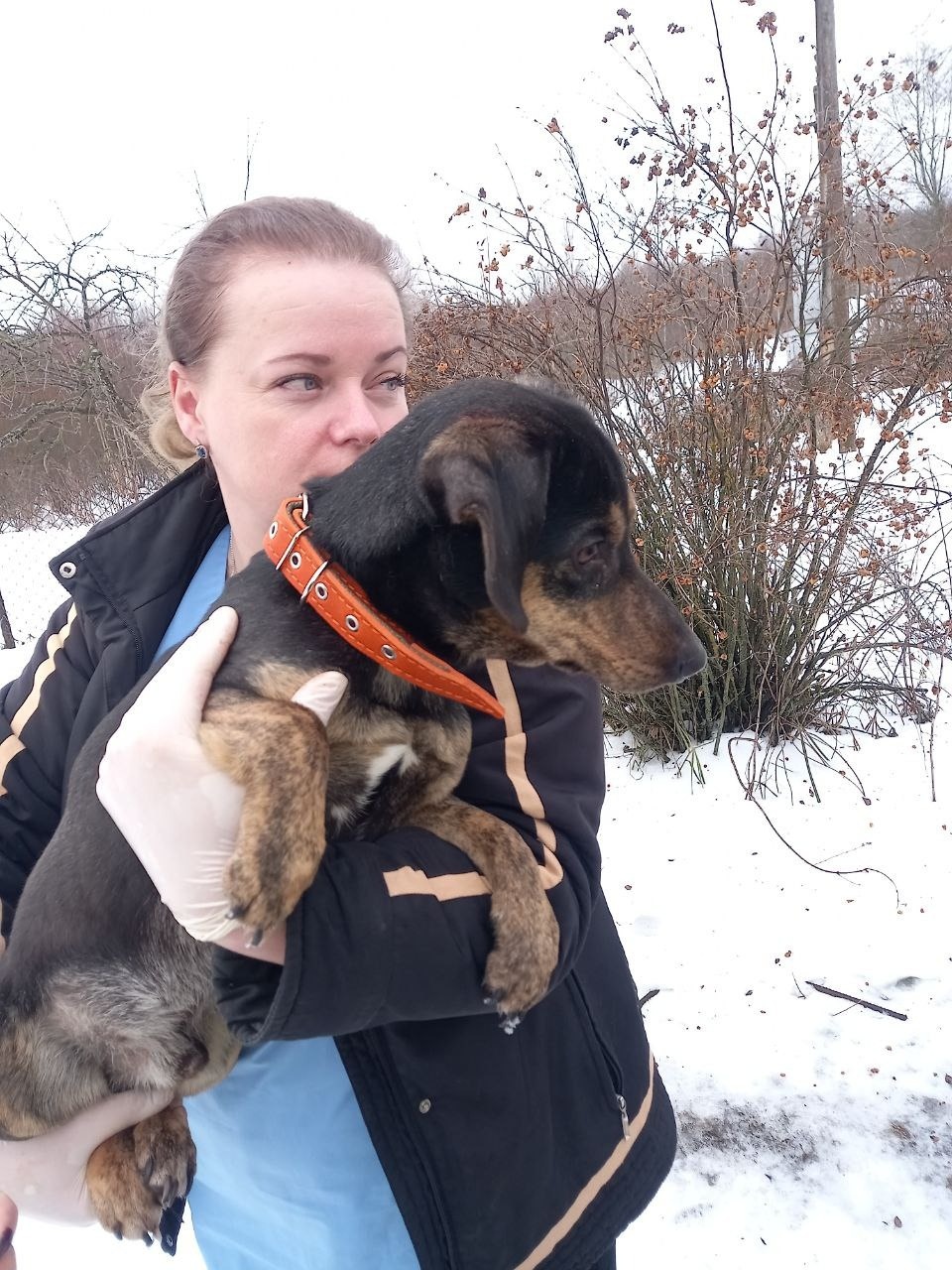 Трёх повешенных собак нашли в одной из деревень Невельском районе Трёх повешенных собак нашли в одной из деревень Невельском районе