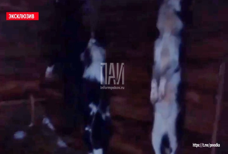 Полиция проводит проверку по факту обнаружения тел собак в Невельском районе Полиция проводит проверку по факту обнаружения тел собак в Невельском районе