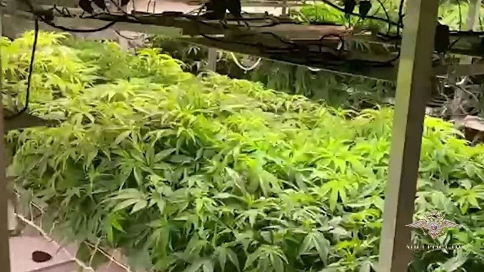 Около 900 кустов конопли изъяли в Псковской области полицейские Около 900 кустов конопли изъяли в Псковской области полицейские