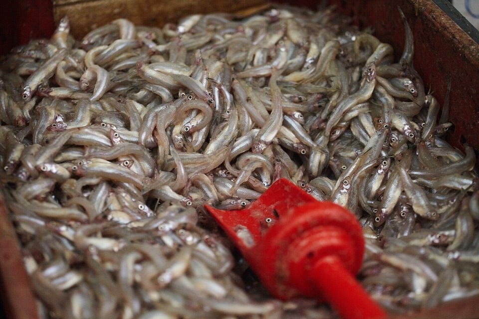 Подъёма численности псковского снетка в ближайшие годы ждать не стоит, уверяет учёный