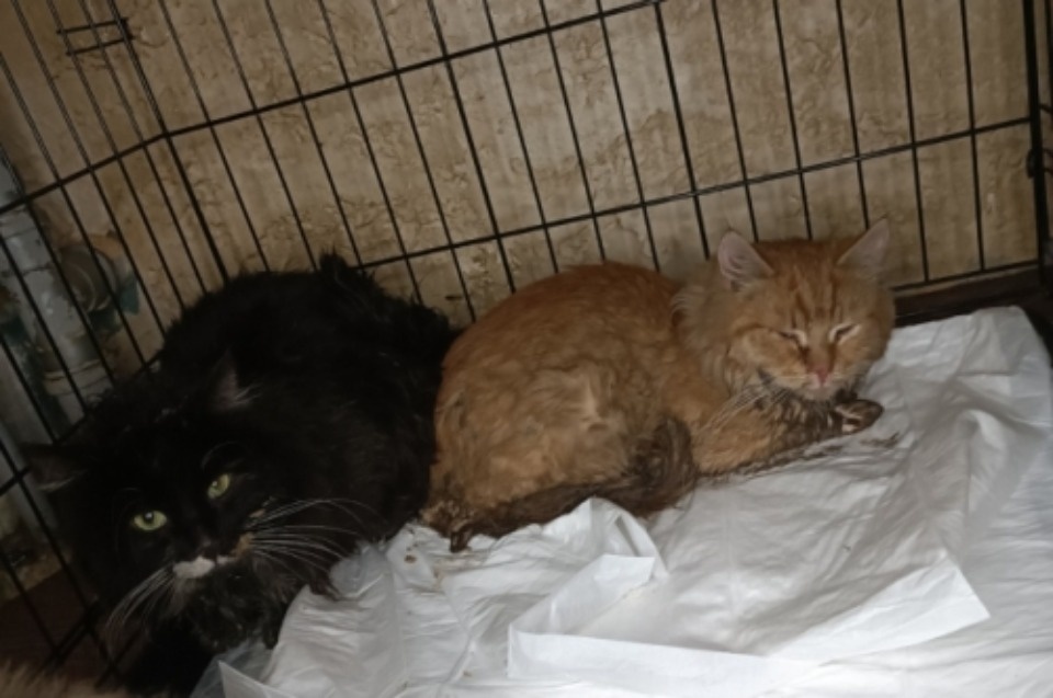 12 осиротевших котов из Смоленской области перевезли в Псков