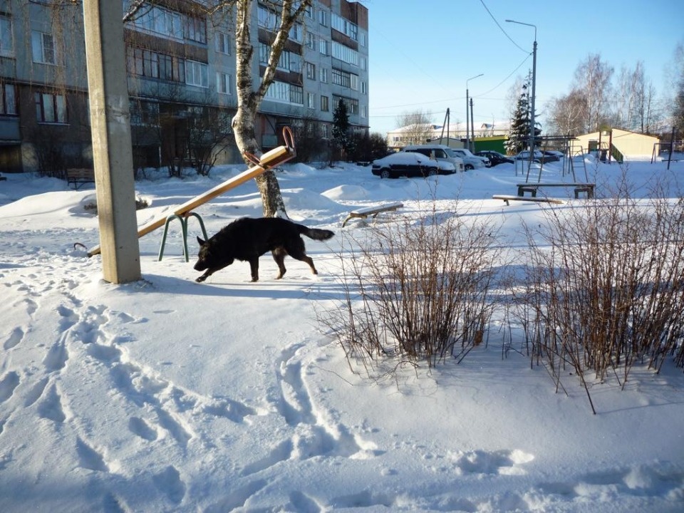 Почти 40 собак отловили в Псковском районе в 2023 году