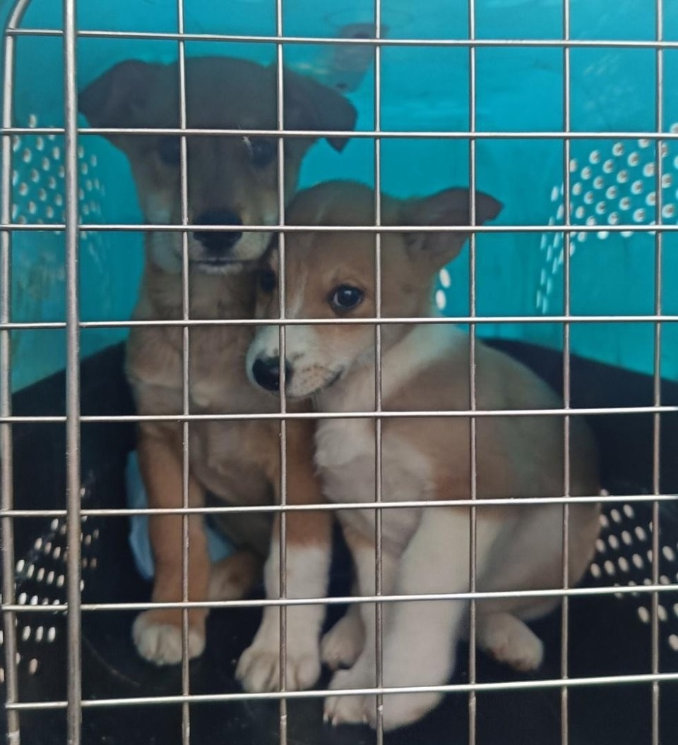 Почти 40 собак отловили в Псковском районе в 2023 году