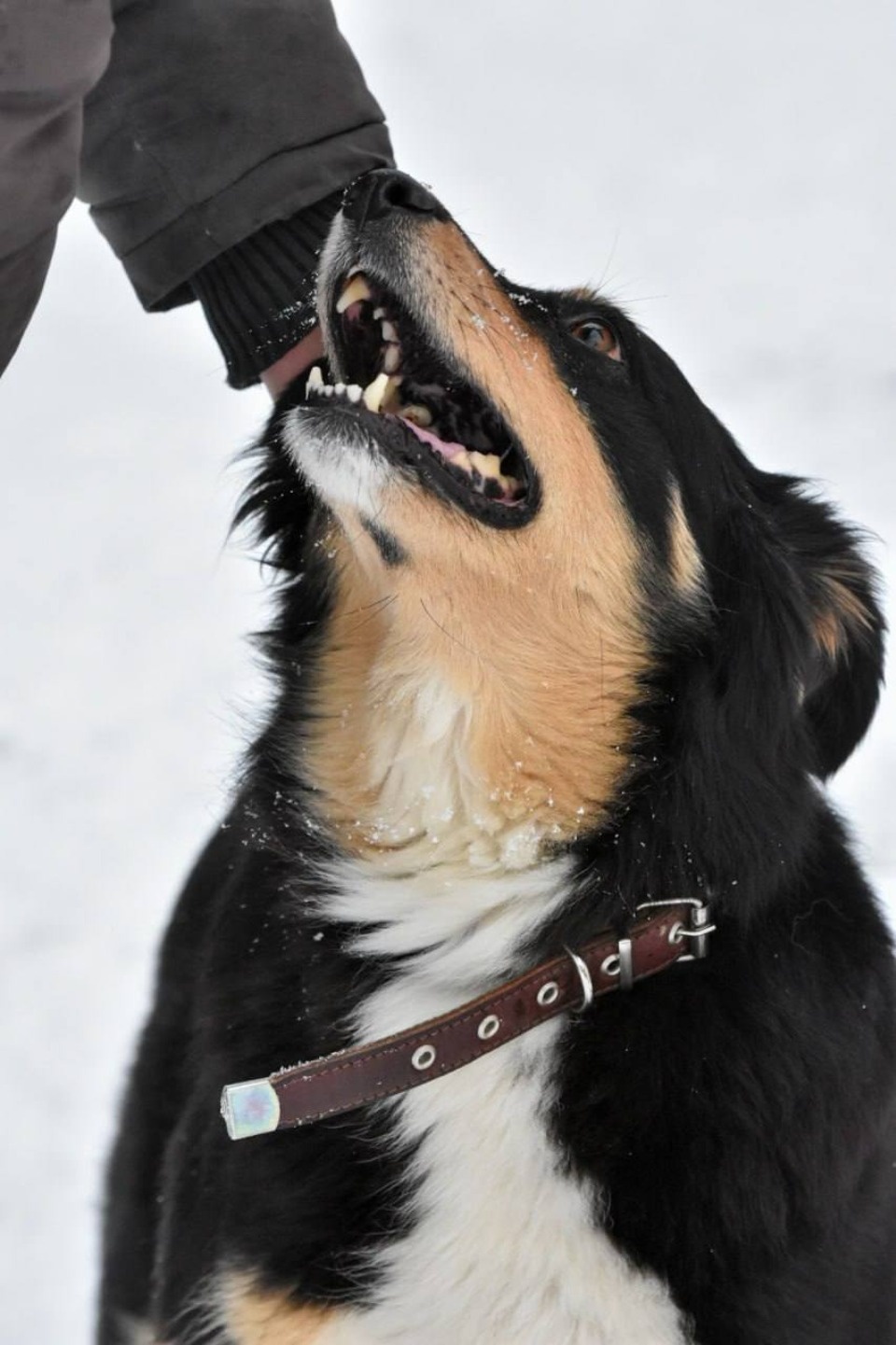 Стерилизацию и чипирование бездомных собак планируют финансировать в Пскове