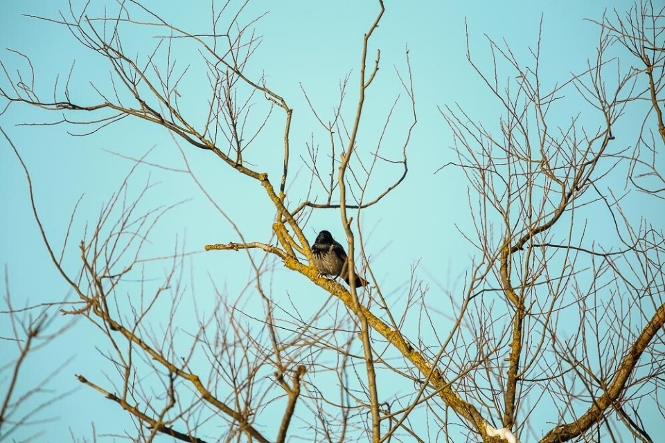 Небольшой дождь пройдет по Псковской области 31 января