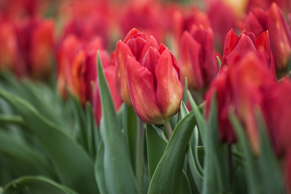 Порядка 10 млн рублей выделено в Пскове на цветы 