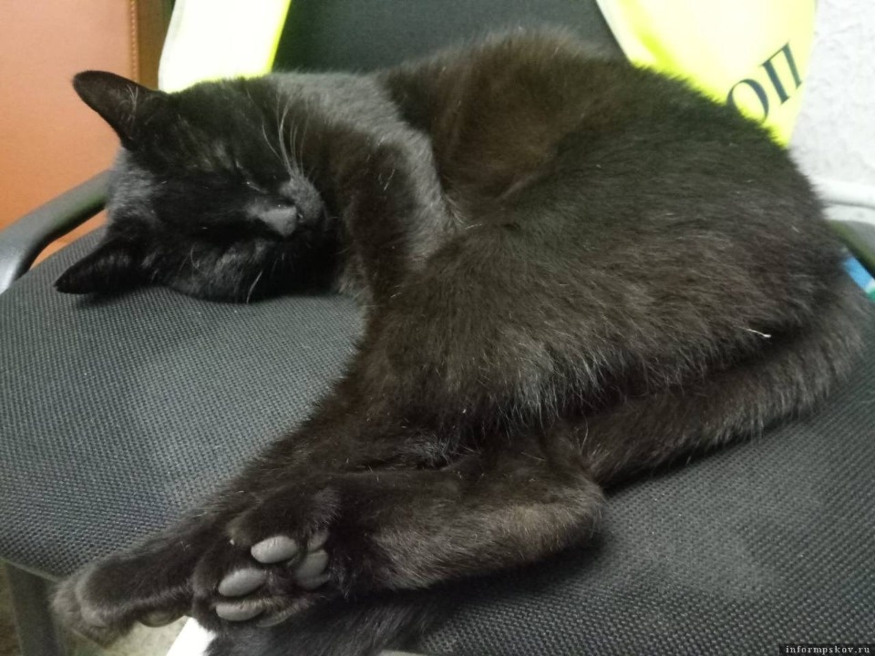 Кот Василий из Псковского аэропорта идет на поправку после операции  