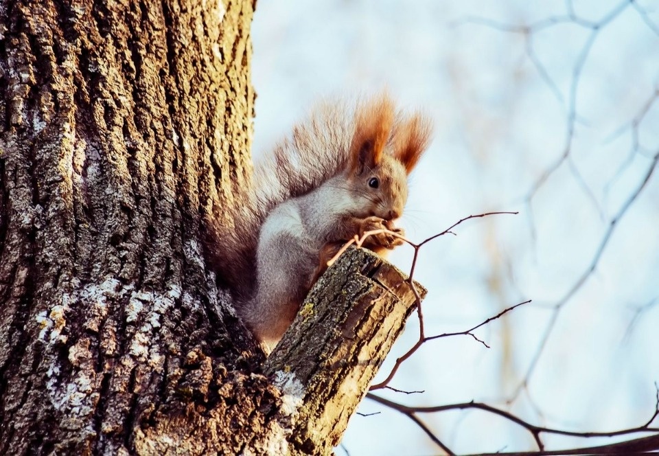 Снежный день прогнозируют в Псковской области 13 февраля