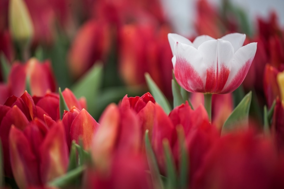 В Великих Луках в марте пройдут цветочные ярмарки 