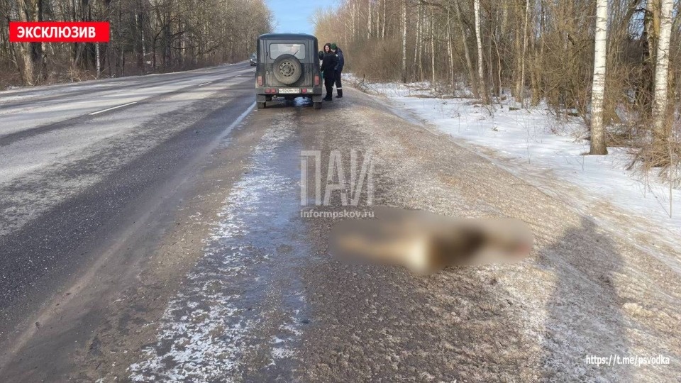 В Псковском районе автобус сбил косулю В Псковском районе автобус сбил косулю