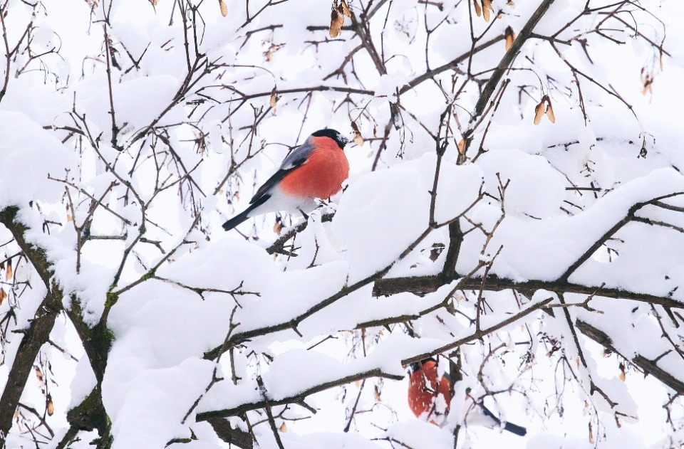 До +2 градусов ожидается в Псковской области 20 февраля