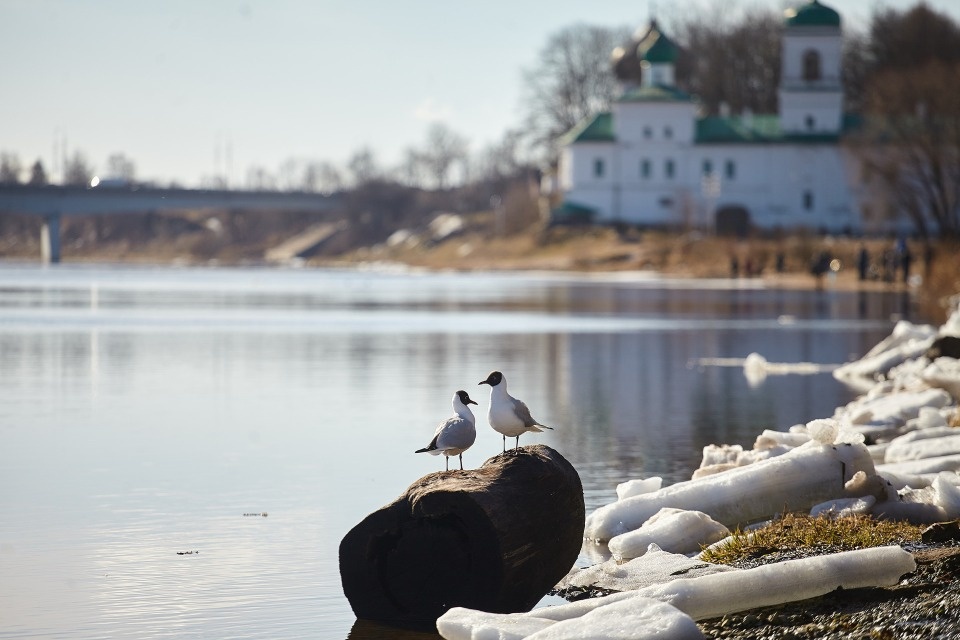До +14 градусов прогнозируется в Псковской области в конце марта