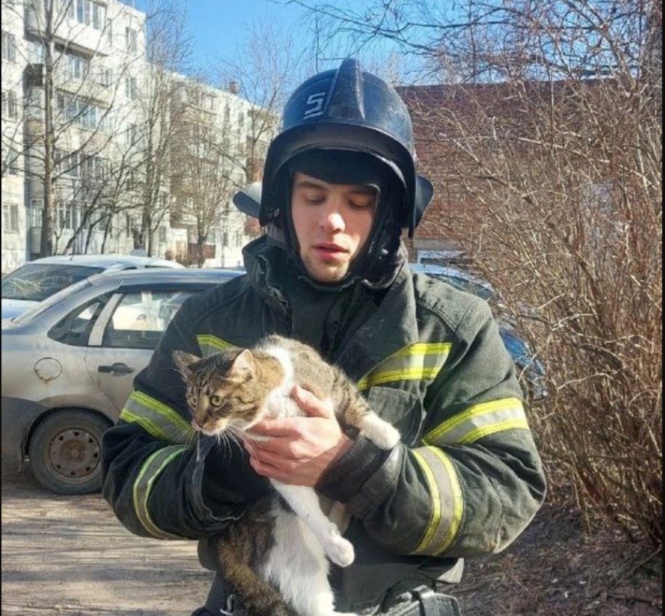 Пожарные спасли кошку, сидевшую три дня на дереве, в Великих Луках 
