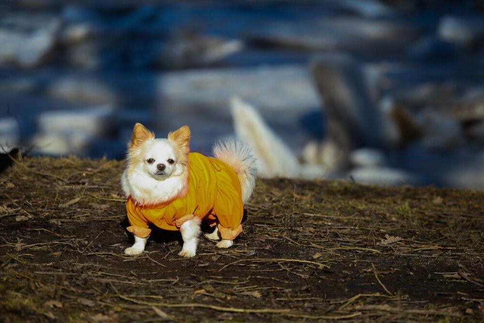 До +8 градусов и без осадков ожидает псковичей 12 марта