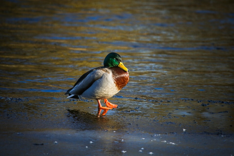 День без осадков прогнозируется в Псковской области 13 марта