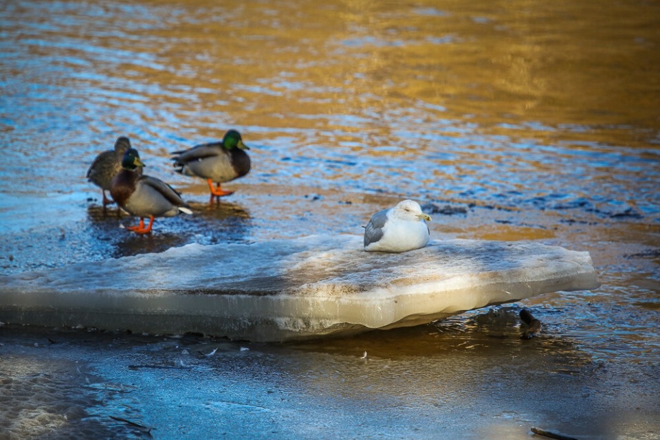 До +13 градусов и небольшой дождь прогнозируют псковичам 15 марта