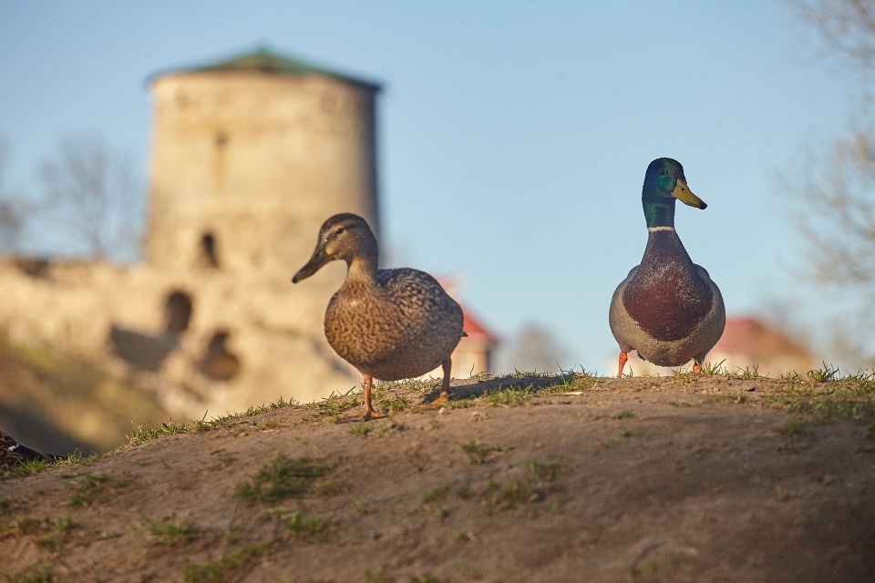 До +10 градусов ожидается в Псковской области 19 марта
