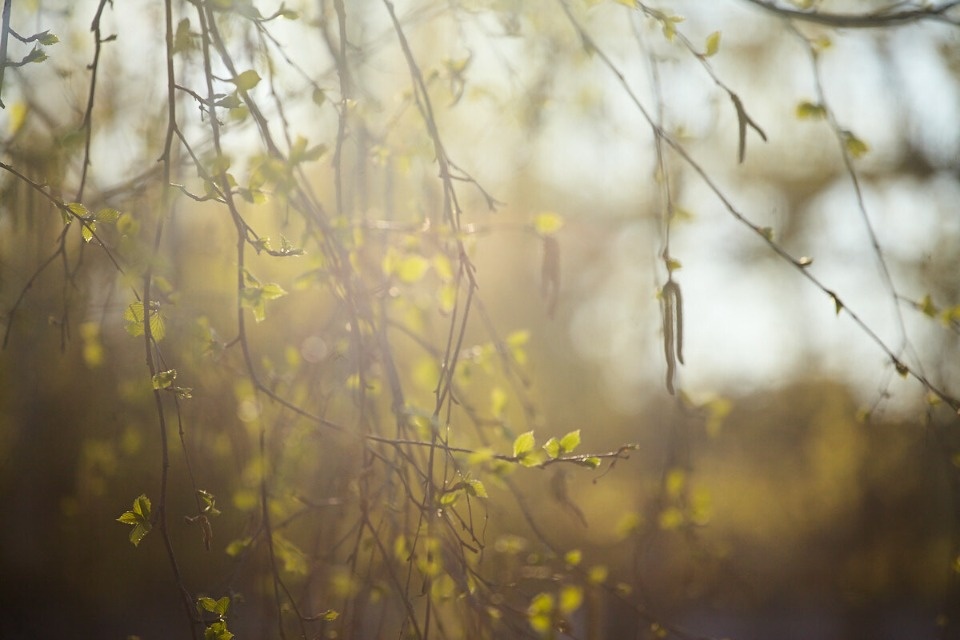 Апрель в Псковской области ожидается холоднее климатической нормы  