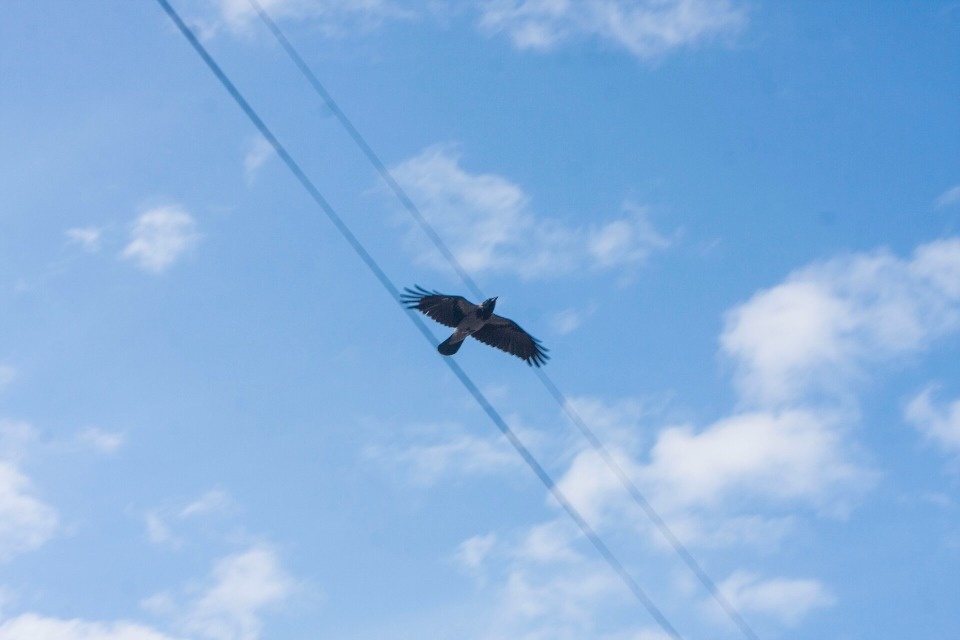 До +10 градусов прогреется воздух в Псковской области 23 марта