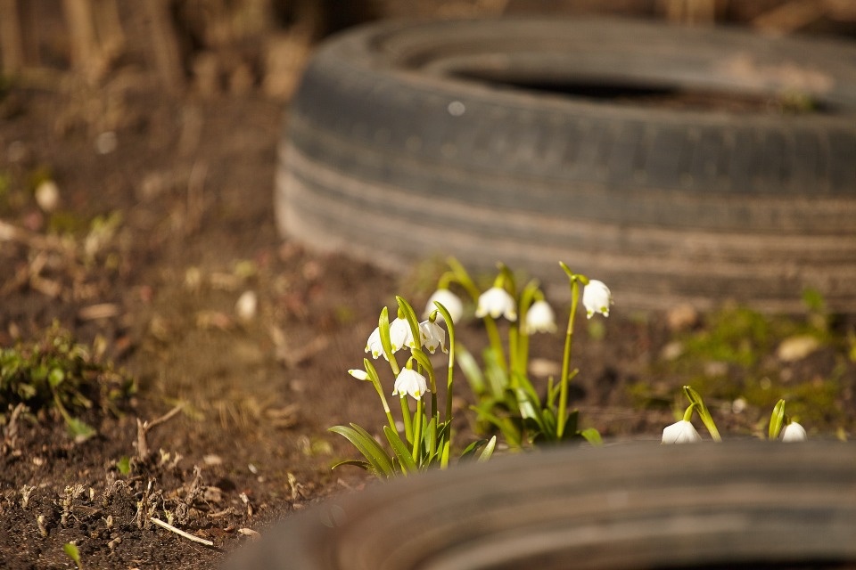 До +16 градусов прогреется воздух в Псковской области 28 марта