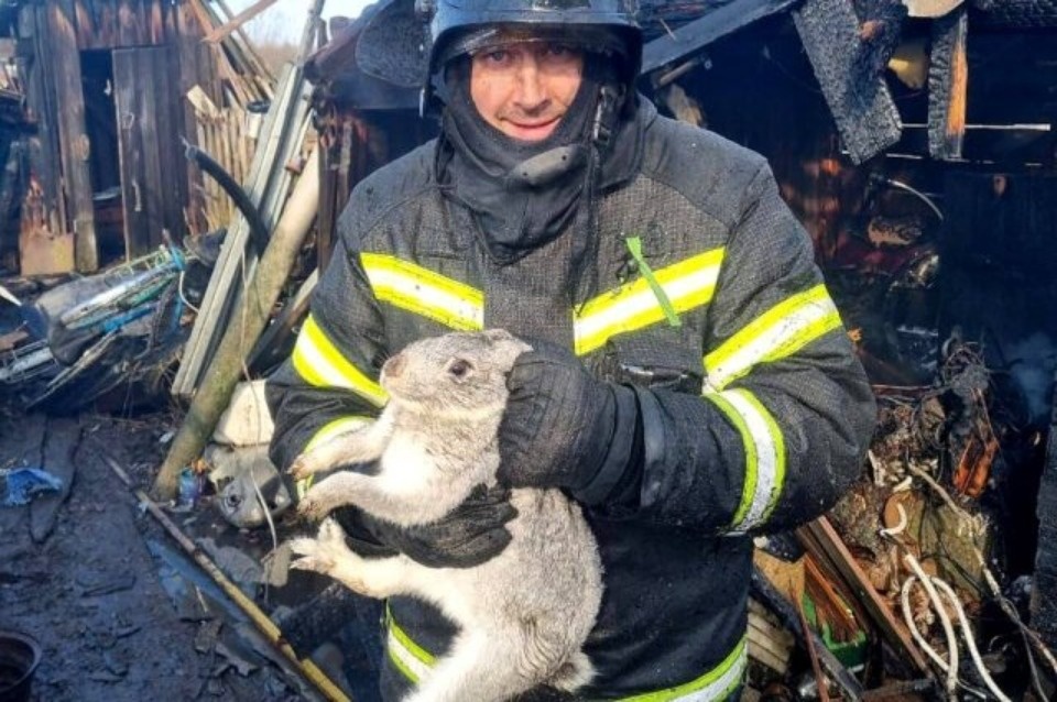 Пожарные спасли кролика из горящей хозпостройки в Великолукском районе Пожарные спасли кролика из горящей хозпостройки в Великолукском районе