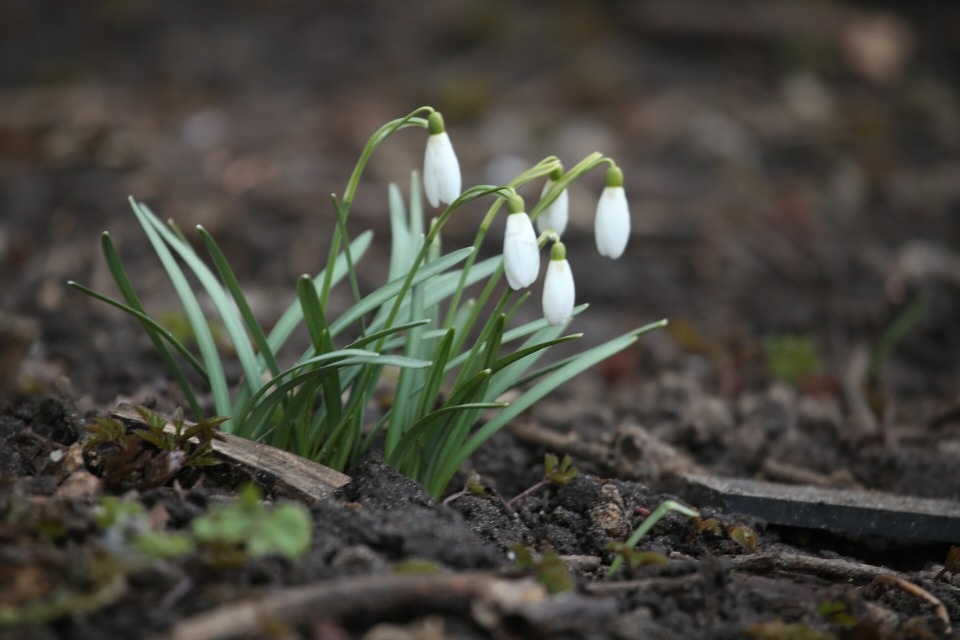 До +23 градусов ожидается в Псковской области 1 апреля
